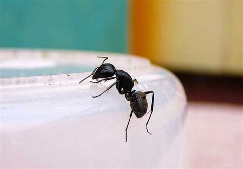 廚房 地磚 家裡有大隻螞蟻